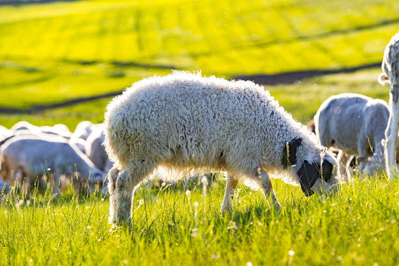 丰宁坝上草原上的羊群图片素材