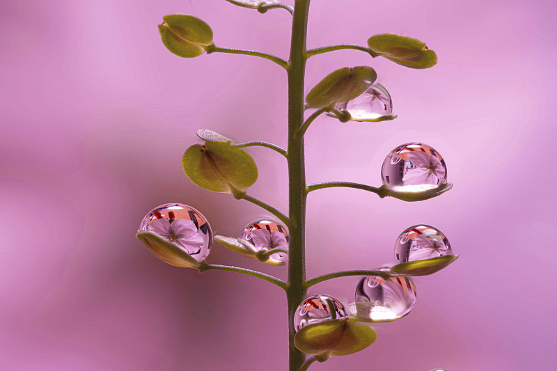 粉红色背景下的植物特写，东京，日本图片下载