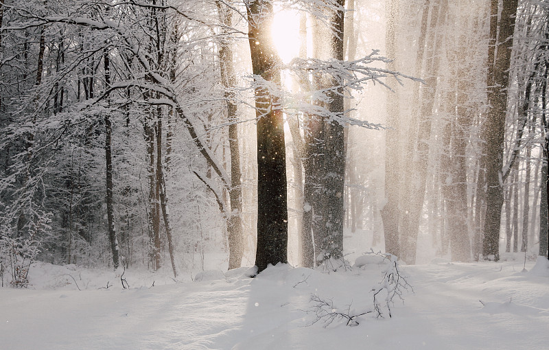 冬季森林里的树木，塔尔西，拉脱维亚图片素材