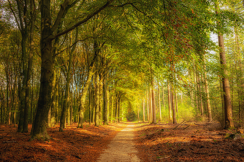 秋天森林中的树木，花园，荷兰图片素材