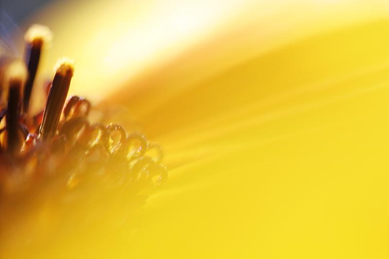小花柱头和雌蕊在一个向日葵头状花序(向日葵)的黄色发光的花瓣的边缘上，特写图片素材