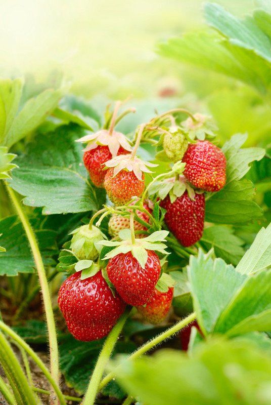 草莓生长在植物上的特写图片下载