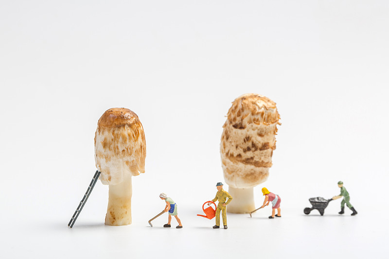 白色背景上种植蘑菇的人图片下载