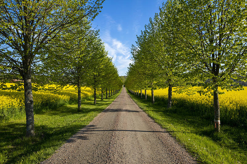 瑞典Tunaby，空无一人的道路，树木与天空相映衬图片素材