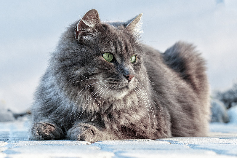 猫坐在雪地上的特写图片下载