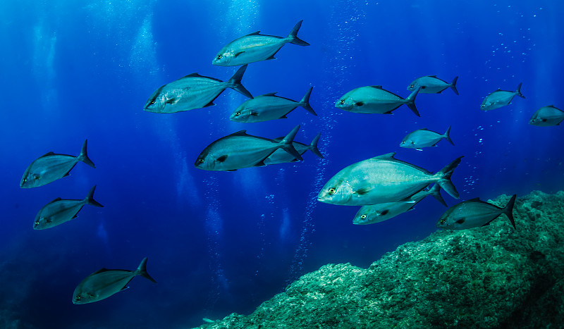 低角度的热带鱼在海洋中游泳，亚速尔群岛，葡萄牙图片素材