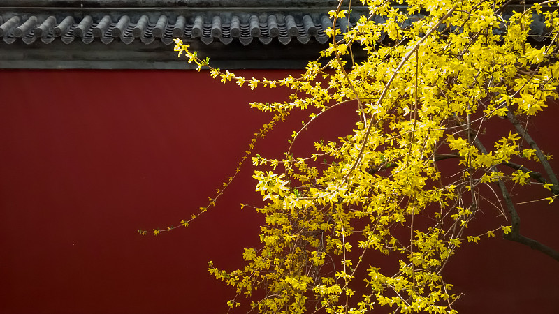 2015年3月29日，北京日坛公园，红墙前盛开的迎春花。图片下载