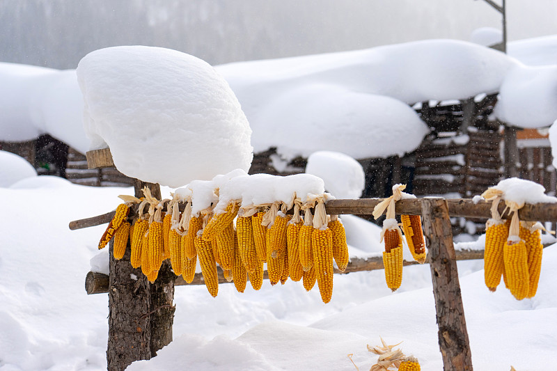 雪乡白雪覆盖的房屋、雪蘑菇、玉米图片下载