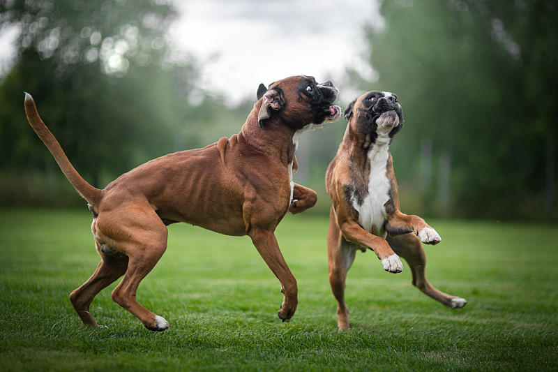 挪威哈卡达尔，两只狗在草地上玩耍图片素材
