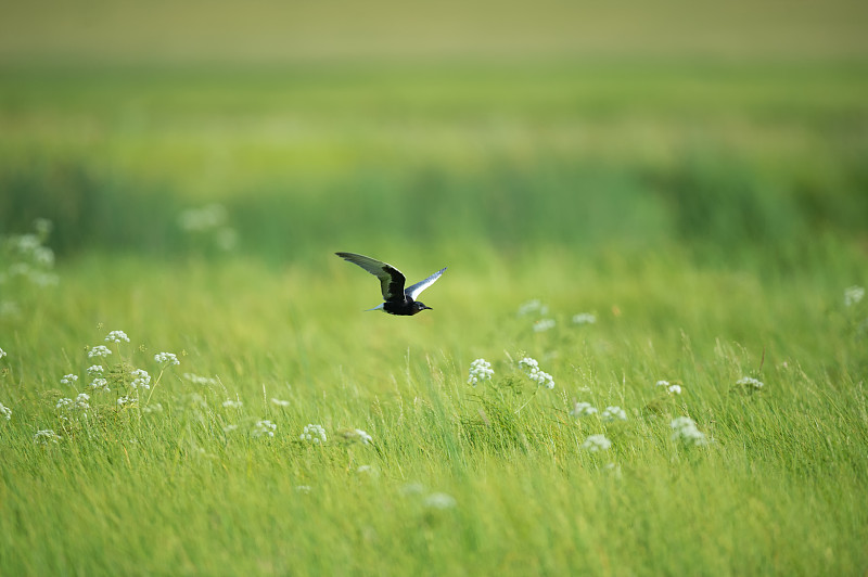 一只海鸥在草原上空飞翔图片下载
