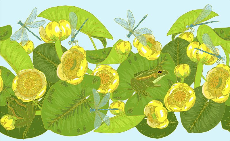 黄莲的花和叶nuphar图片素材