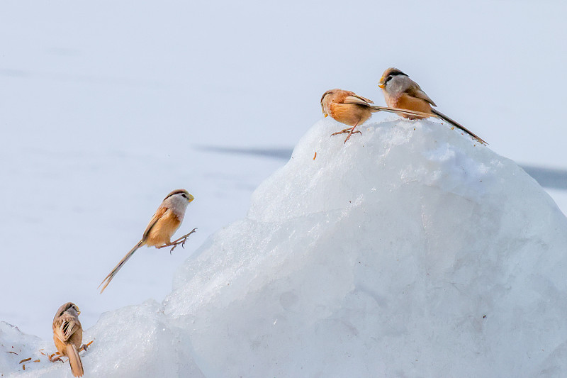 冰雪中震旦鸦鹊——拍于北京宛平湖图片下载