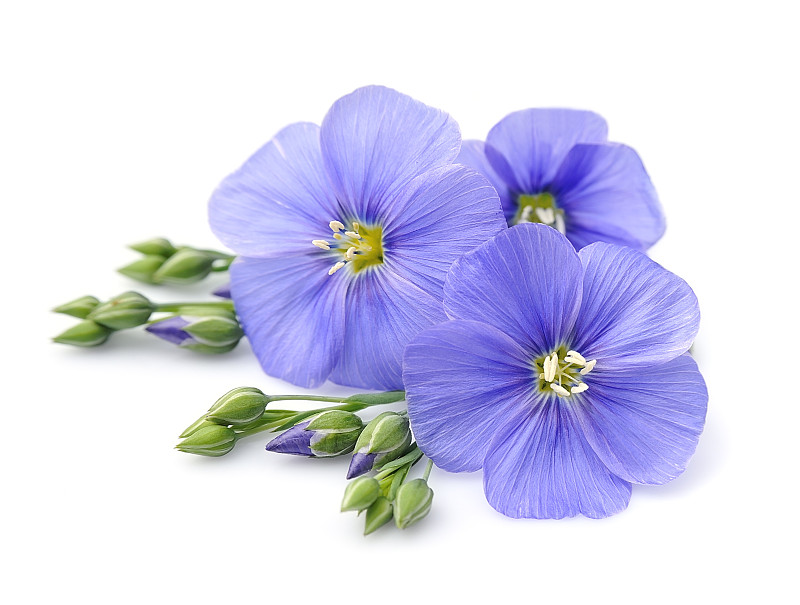 特写的紫色花对白色的背景图片素材