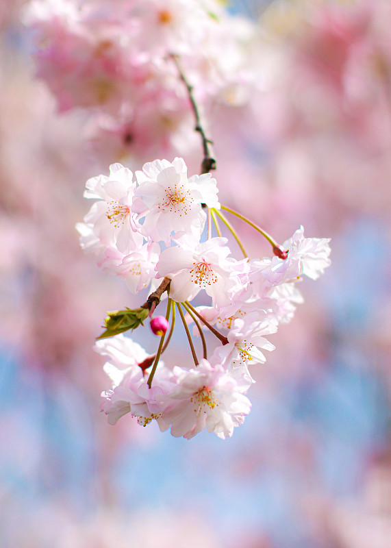 金泽，石川，日本，春季粉红色樱花的特写图片下载