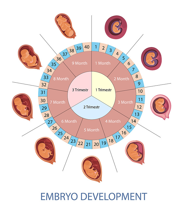 人类胚胎发育阶段图片