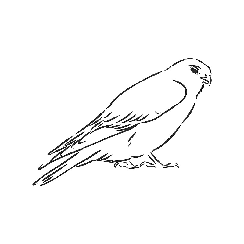 鸟类简笔画素描图片