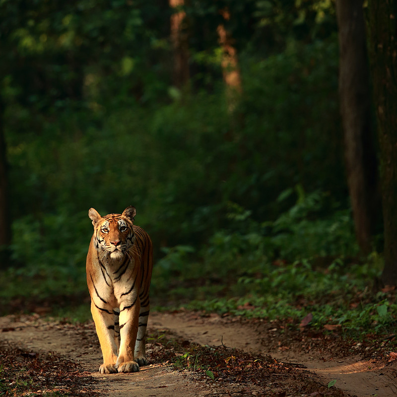 老虎的肖像站在森林的田野上图片下载
