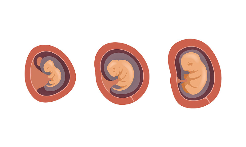 胎儿发育过程或胚胎学过程图片