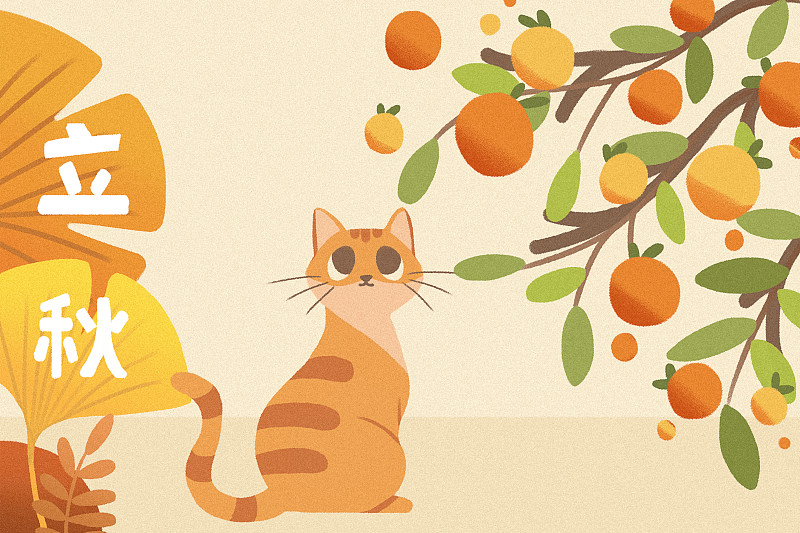 立秋橘子树下的橘猫图片下载