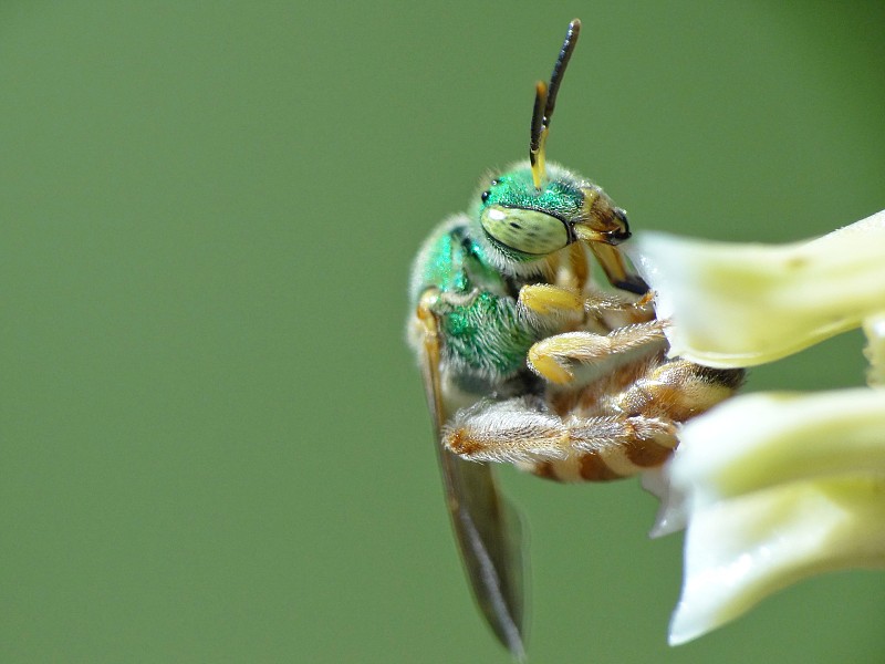 昆虫在花上的特写镜头图片下载