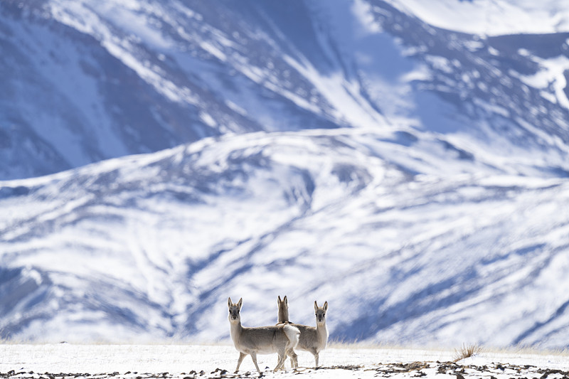 雪地里的藏原羚图片下载