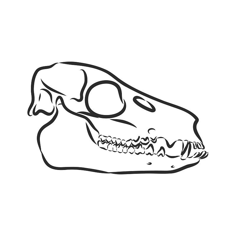 恐龙手画三角龙恐龙素描图片下载