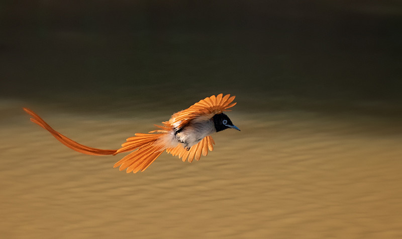 斯里兰卡雅拉国家公园，热带鸣禽飞过湖面的特写镜头图片下载