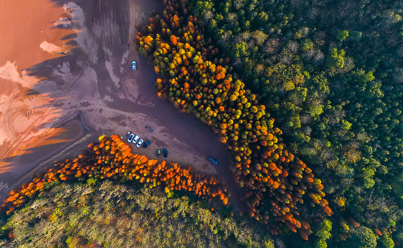秋天红杉林的上帝视角图片下载
