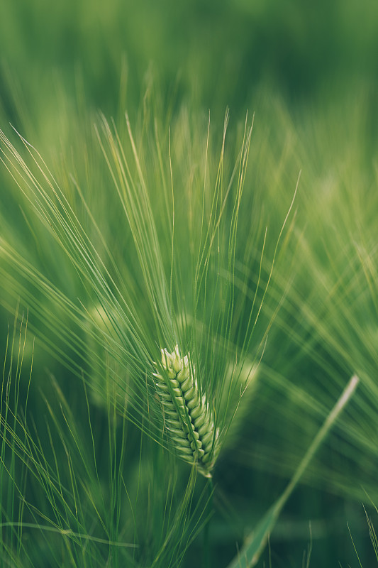 未成熟的绿色小麦穗在栽培的种植园田，塞尔维亚图片下载