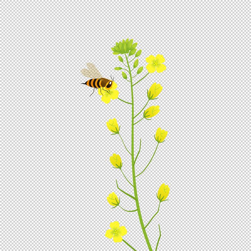 蜜蜂在一枝油菜花上采蜜插画元素下载