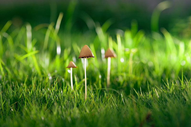 春天雨露中的小蘑菇图片下载