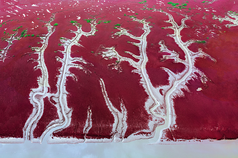 红海滩潮汐树图片下载