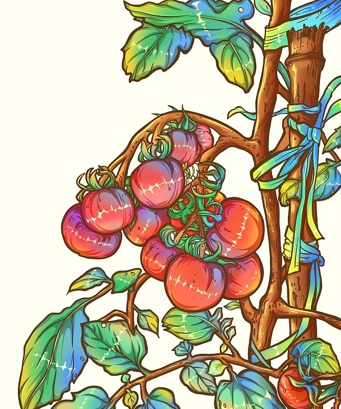 在树枝上生长的西红柿水果插画图片