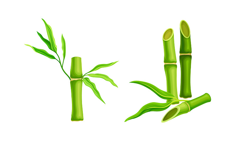 翠绿的竹茎，新鲜的竹叶插画图片