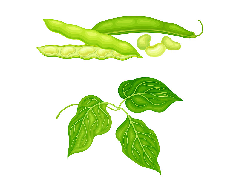 新鲜的法国豆和绿叶都是有机的插画图片