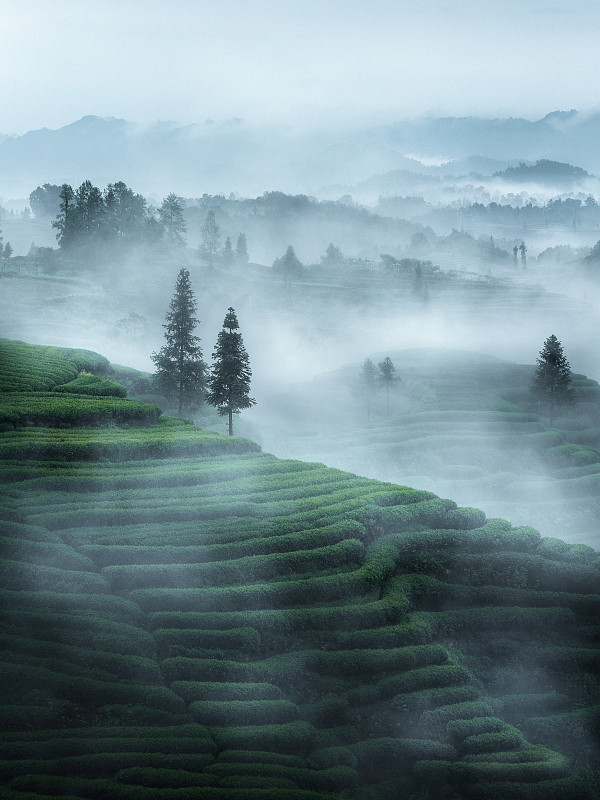 晨雾中的茶山图片下载