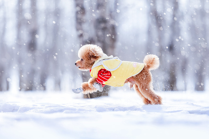 雪景中的贵宾犬图片下载