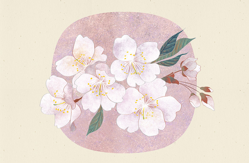 肌理岩彩风格植物系列樱花图片下载