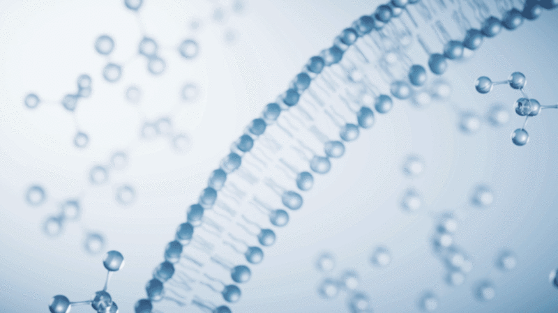 透明磷脂双分子细胞膜结构3D渲染插画下载