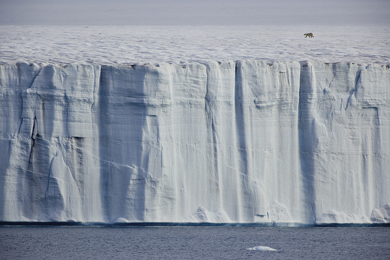 一只北极熊，北极熊在冰面上大步走着。图片下载