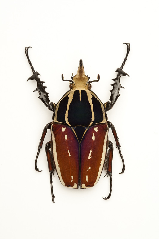 甲虫鞘翅反重力图片