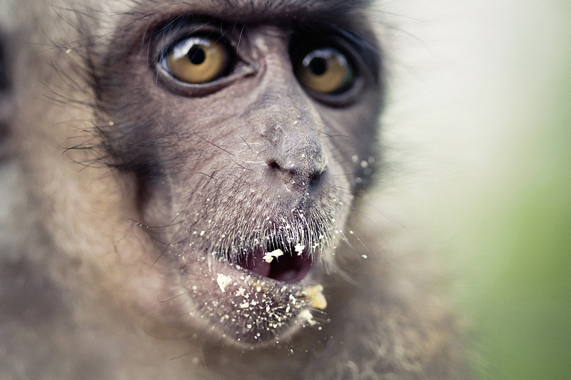 印度尼西亚西加里曼丹长尾猕猴吃东西的照片摄影图片下载