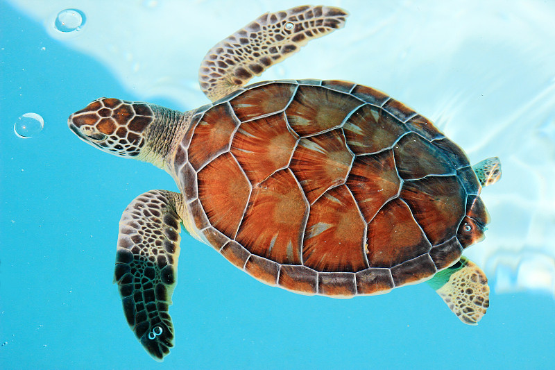 墨西哥濒危的海龟图片下载