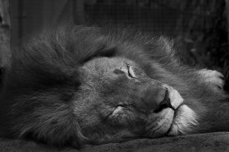 早上好,沉睡的狮子图片