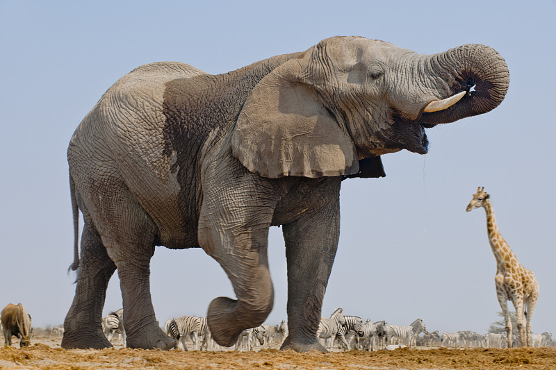 纳米比亚的Etosha国家公园，Loxodonta africana水坑里的大象公牛，长颈鹿和斑马图片素材