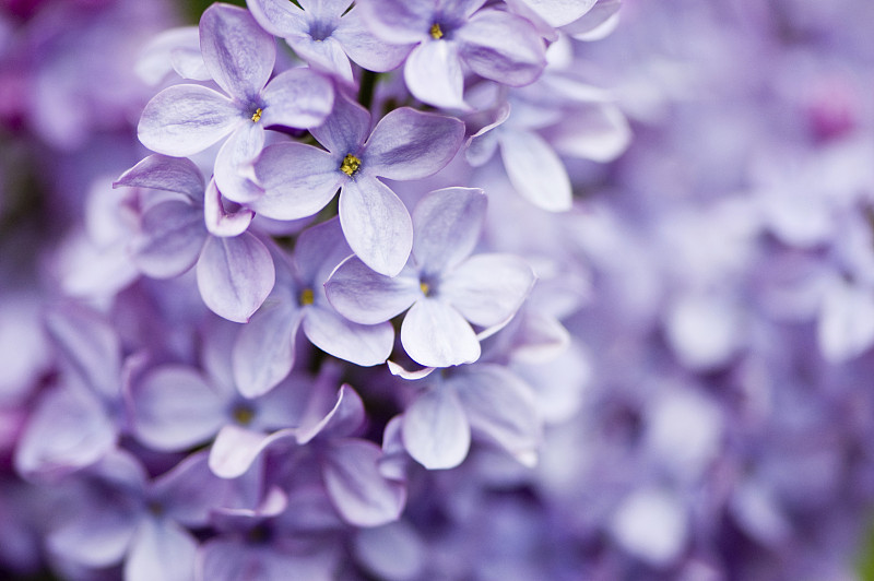 淡紫色的花图片下载