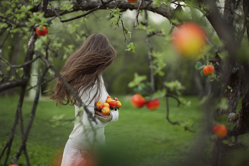《苹果花园的年轻女人图片素材
