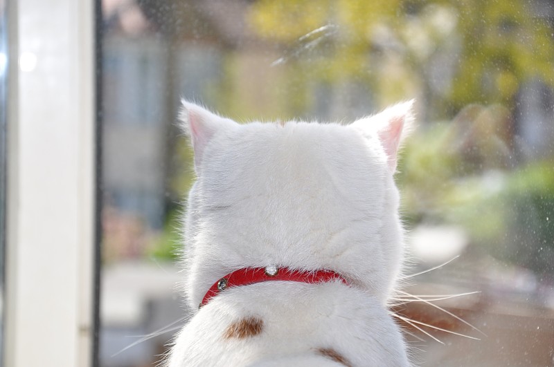 看着窗外的猫侧脸图片图片