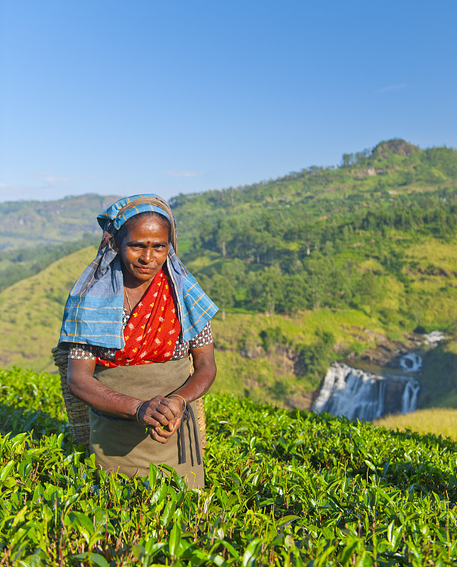 斯里兰卡的采茶工图片素材