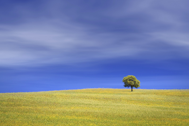 意大利托斯卡纳田野上的一棵孤独的树图片下载
